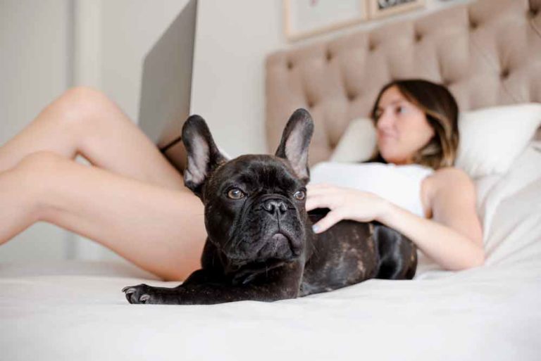 What Music Do French Bulldogs Like? (Explained)