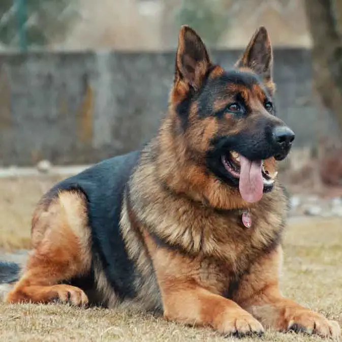 German Shepherd