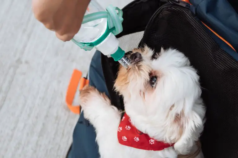12 Reasons Why Your Dog Is Avoiding Food But Drinking A Lot Of Water