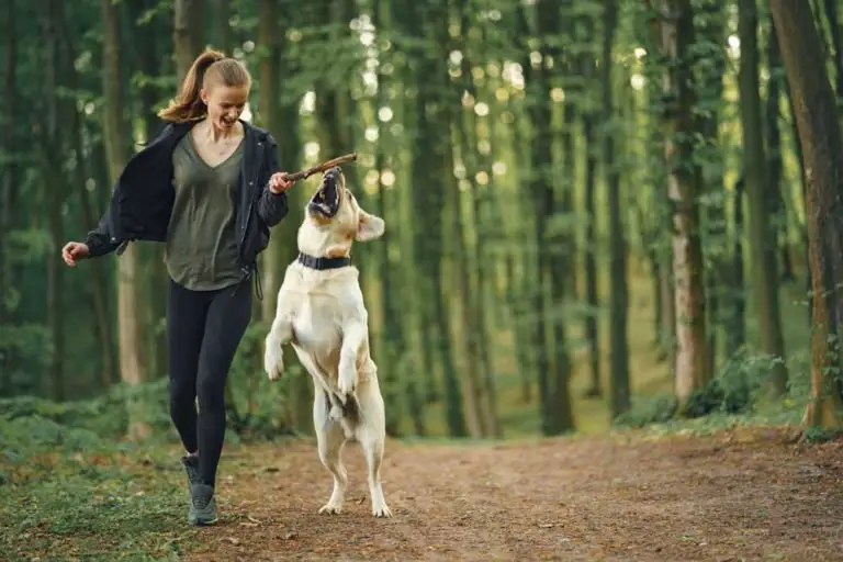 Dog Exercise: How To Exercise Your Labrador And Keep Them Fit
