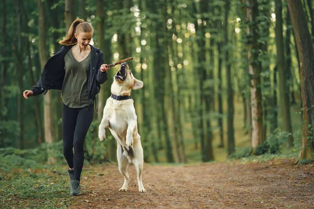 Exercise Your Labrador