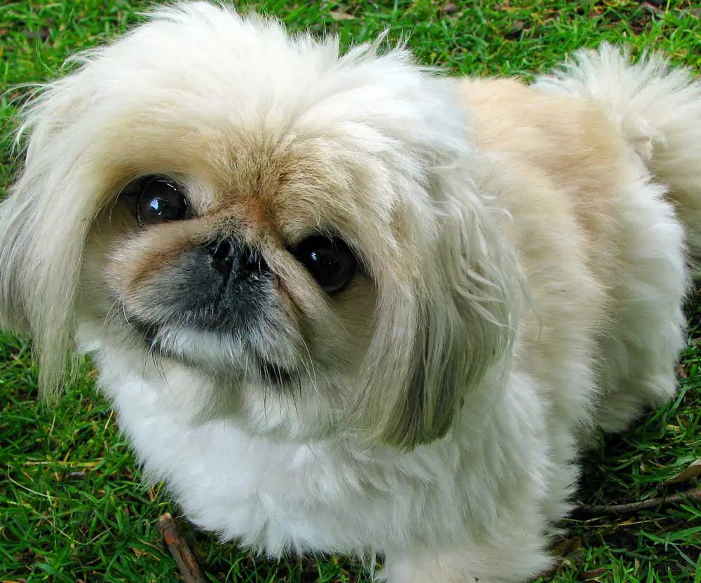 Pekingese