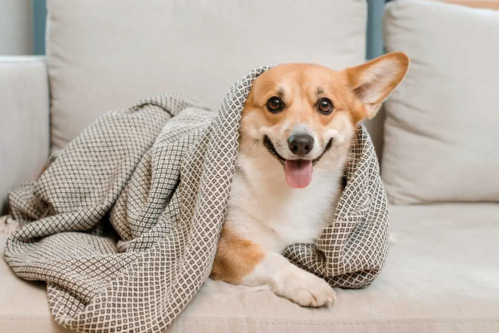 Why Does My Dog Steal My Clothes And How To Stop It AtractivoPets