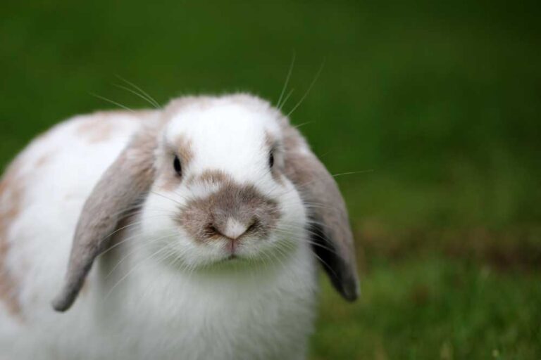 Herbs For Rabbits: What Are Safe And What You Should Avoid?