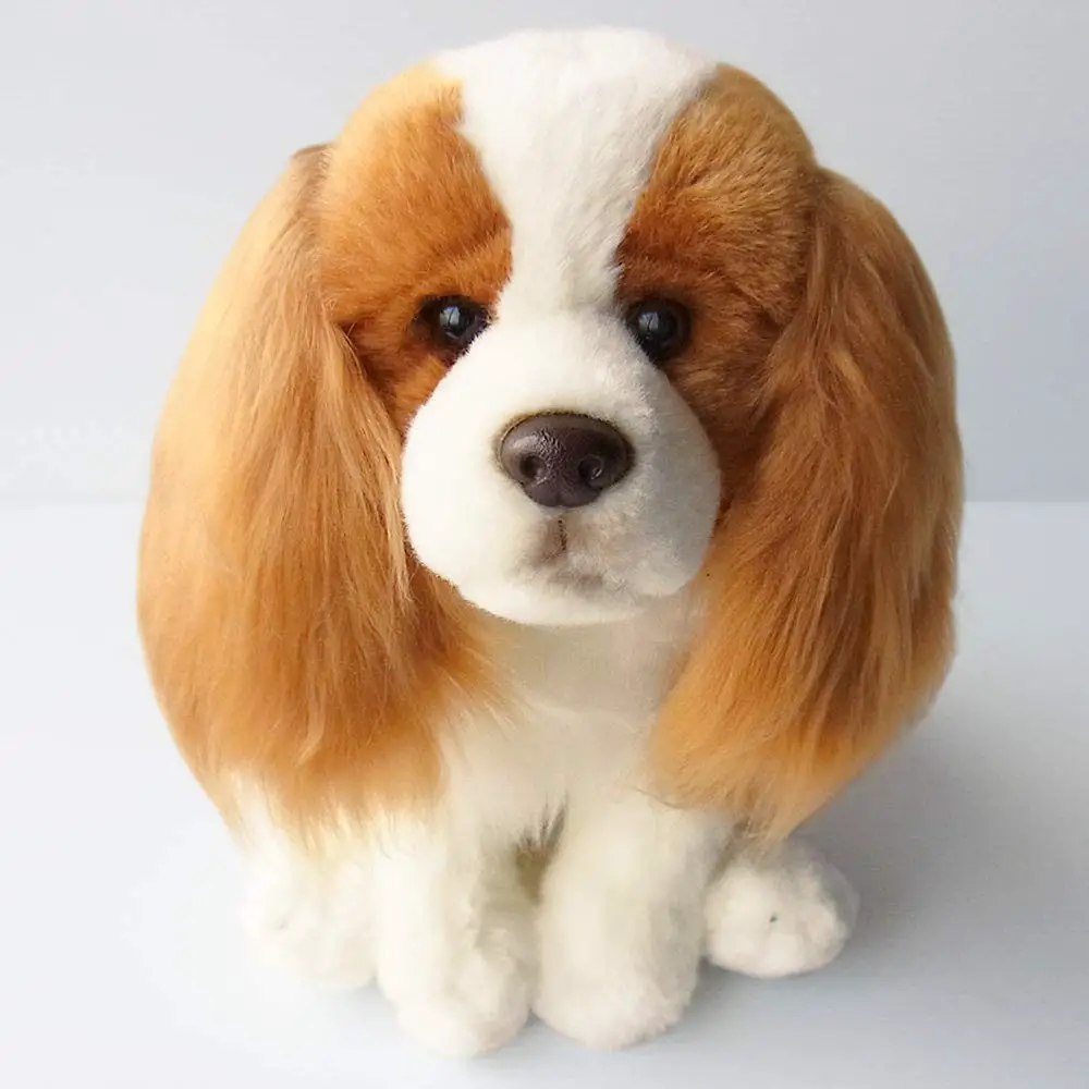 Cavalier King Charles Spaniel