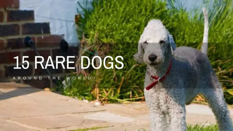 Rare Dog Breeds: Discover 15 Rare Dogs From Around The World