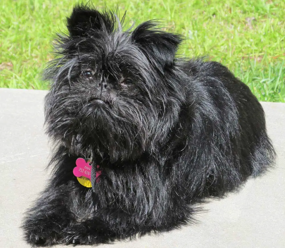 Affenpinscher