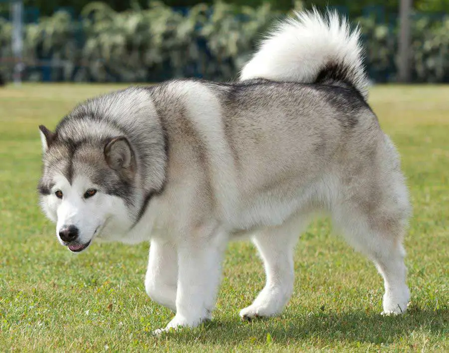 Alaskan malamute