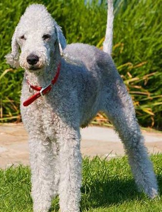 Bedlington Terrier