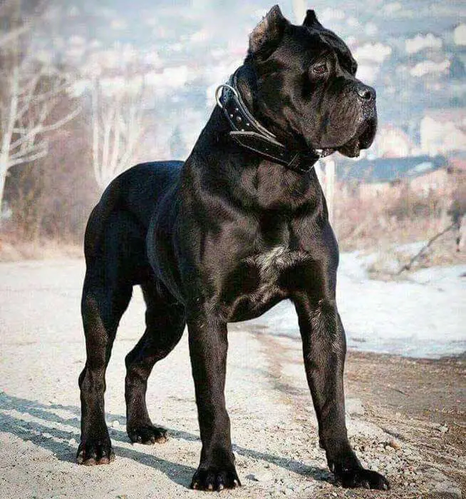 Cane Corso