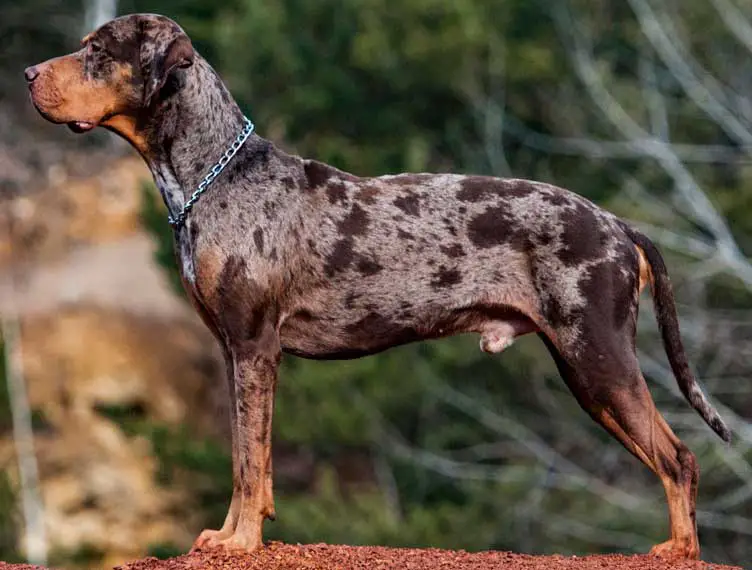 Catahoula Cur