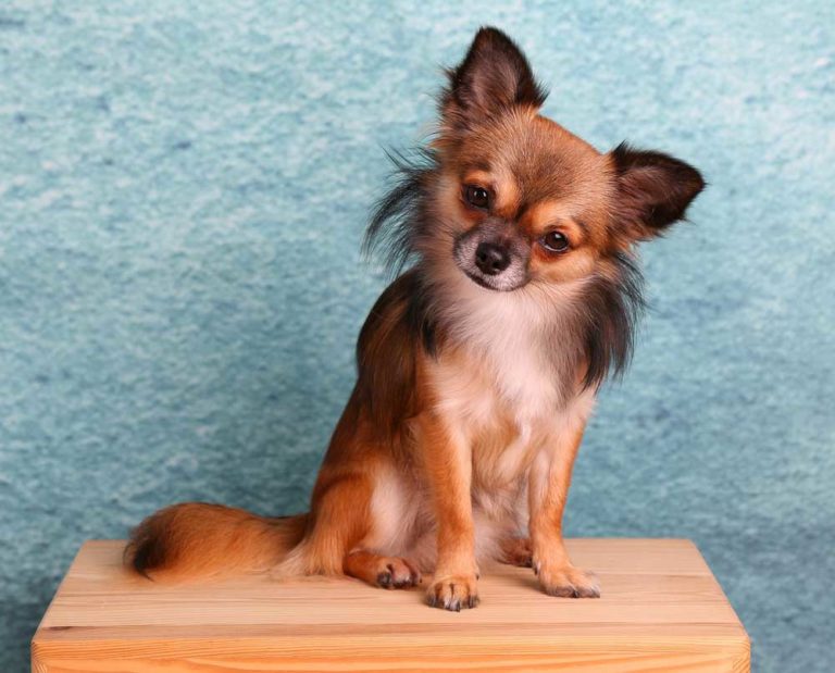 Are Chihuahuas Hypoallergenic Dogs?