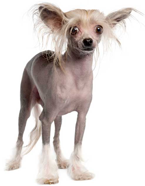 Chinese Crested