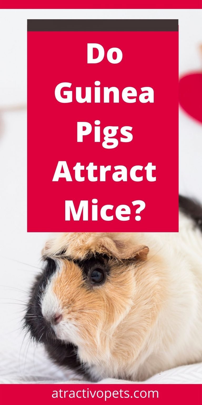Do Guinea Pigs Attract Mice? (Explained) AtractivoPets