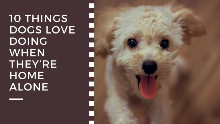 10 Things Dogs Love Doing When They’re Home Alone