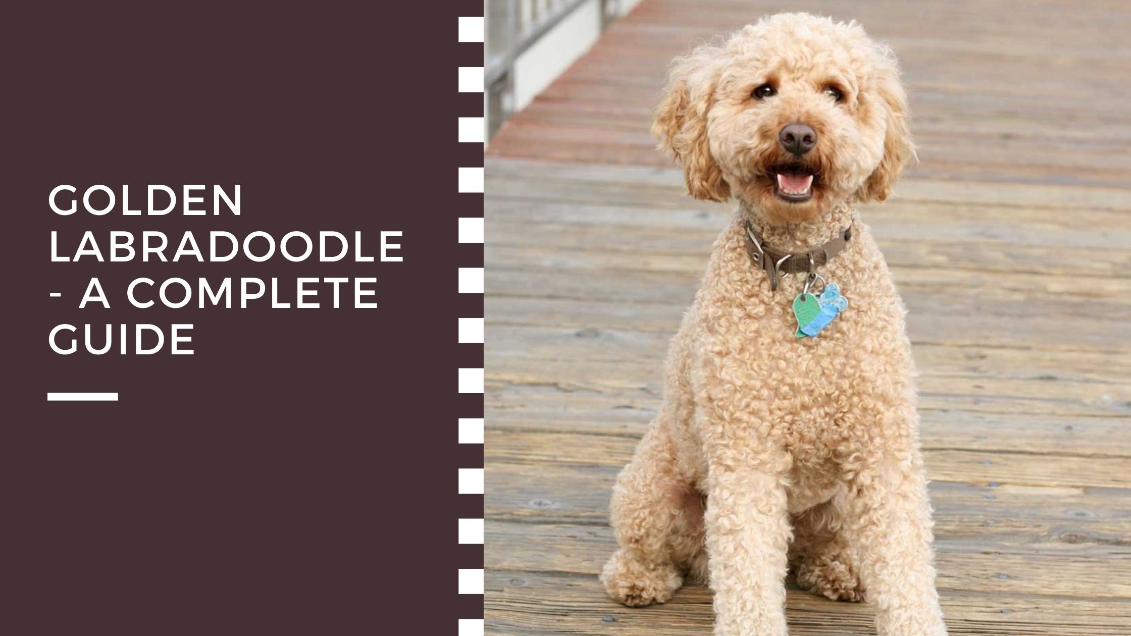 Golden Labradoodle