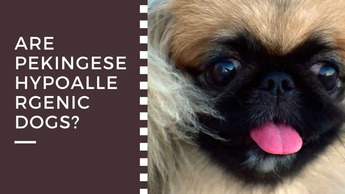 are pekingese hypoallergenic