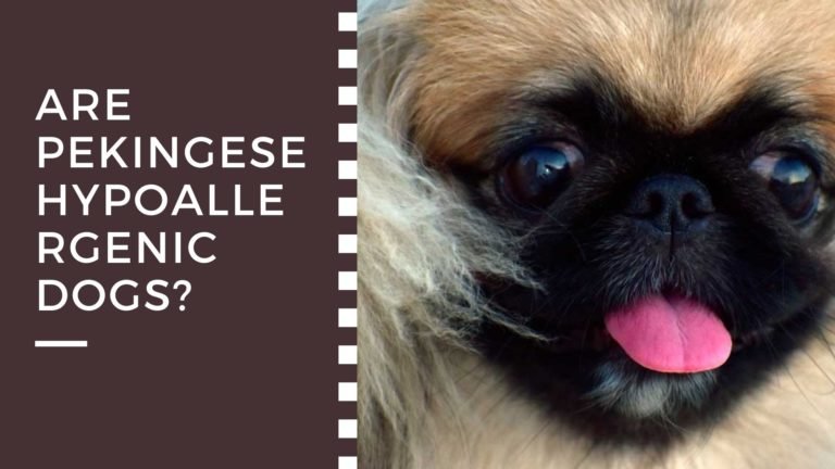 Are Pekingese Hypoallergenic Dogs?