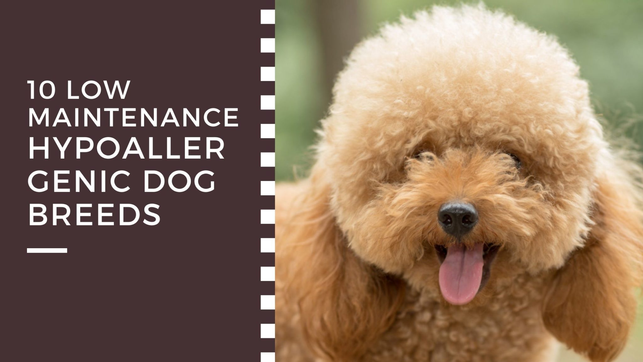 10 LowMaintenance Hypoallergenic Dog Breeds AtractivoPets