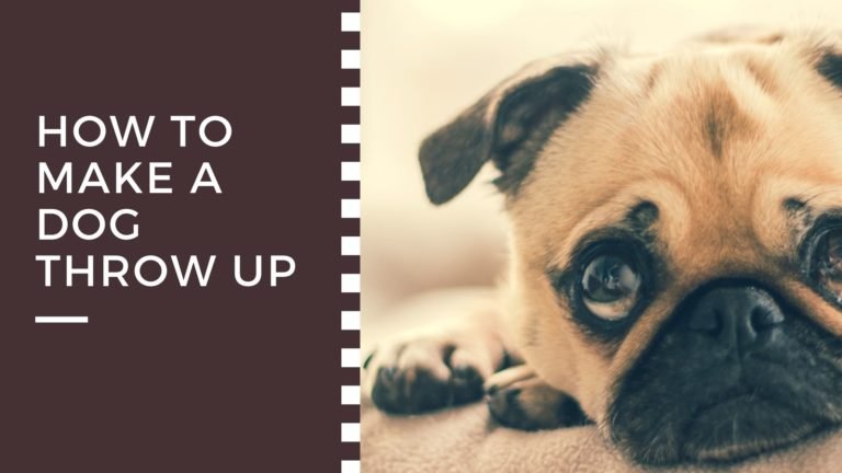 How To Make A Dog Throw Up?