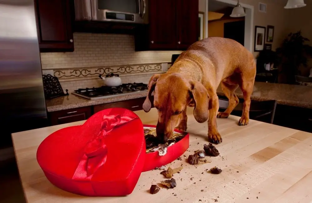 Dog eat Chocolate