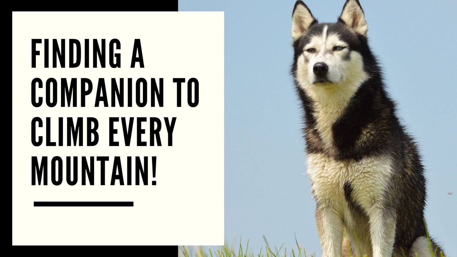 13 Best Dogs For Hiking Your Great Trail Partners AtractivoPets