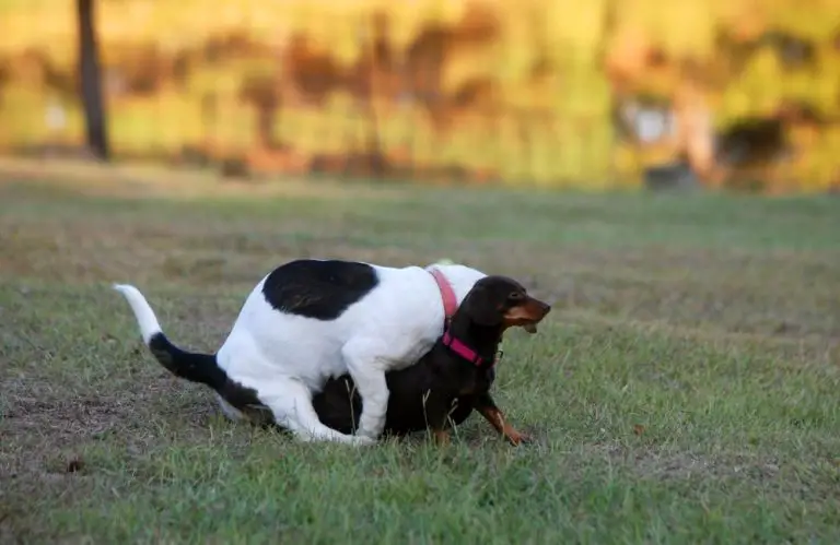 Reasons Why Dogs Hump and How to Stop It