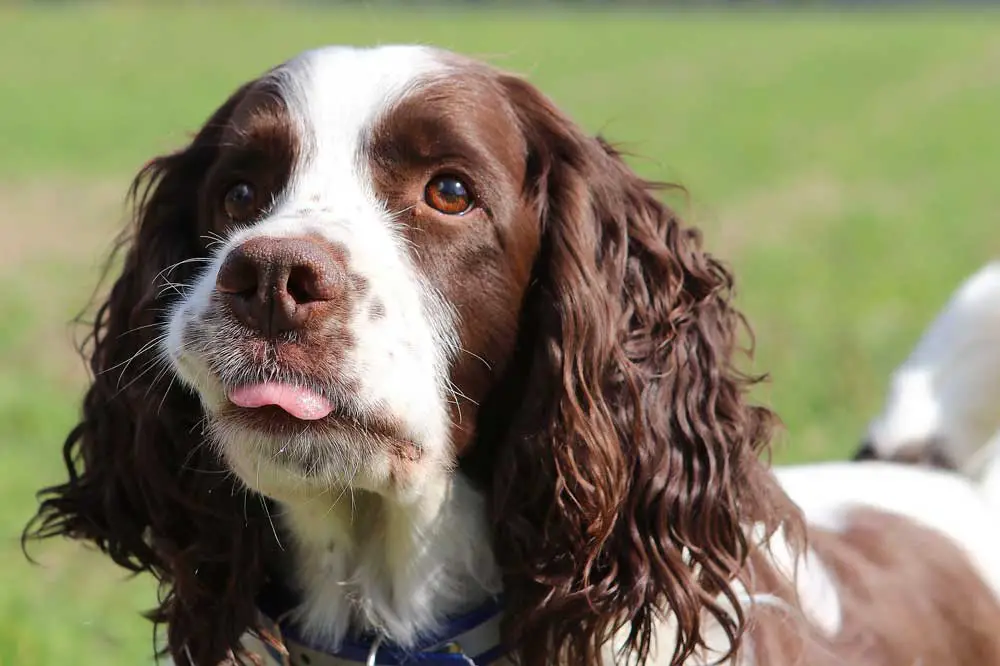 English Springer Spaniels