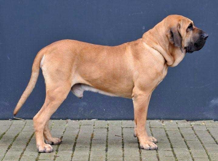 Fila Brasileiro