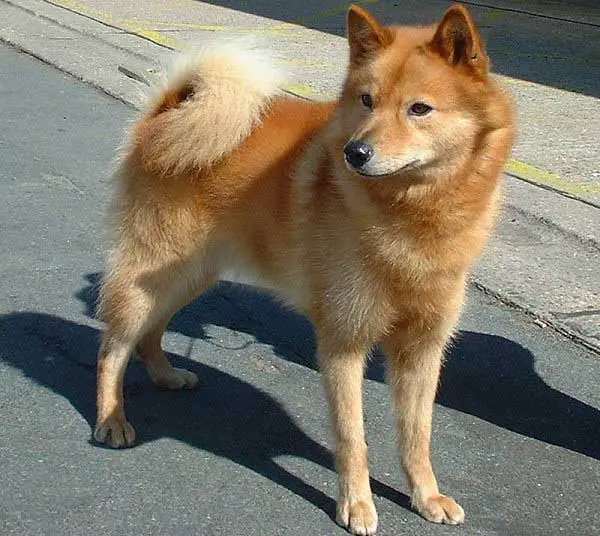 Finnish Spitz