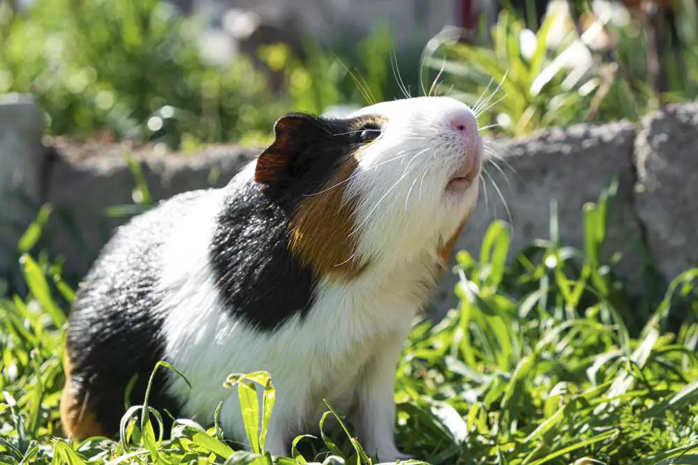 Guinea Pig