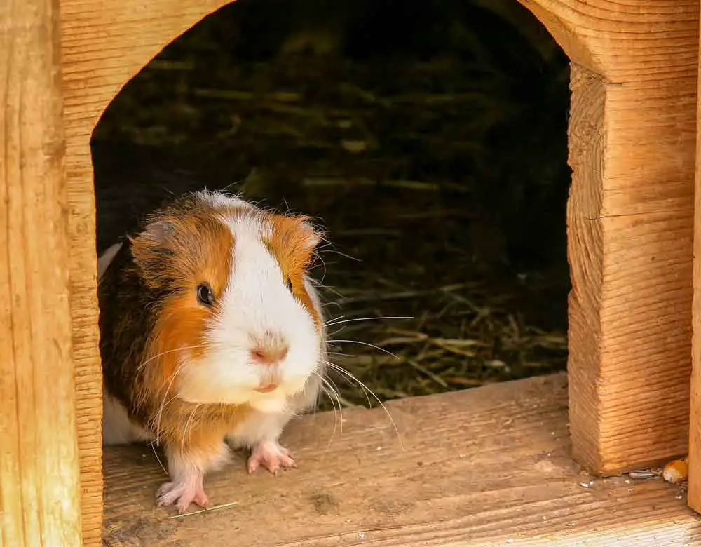 Guinea Pigs Poop