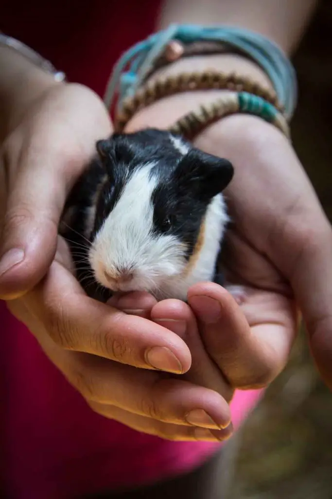 Guinea Pigs in hand