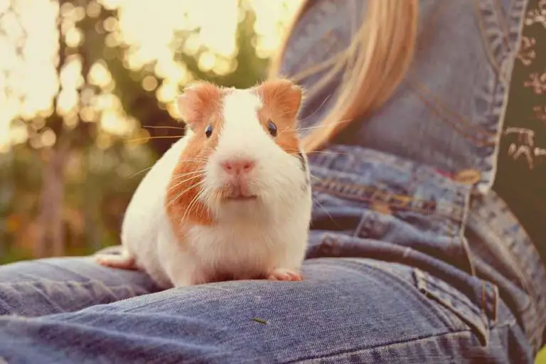 How To Entertain A Lonely Guinea Pig [6 Awesome Tips!]