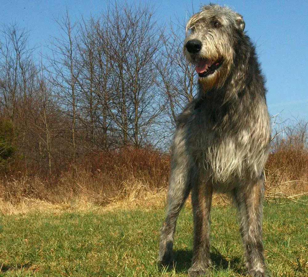 Irish Wolfhound