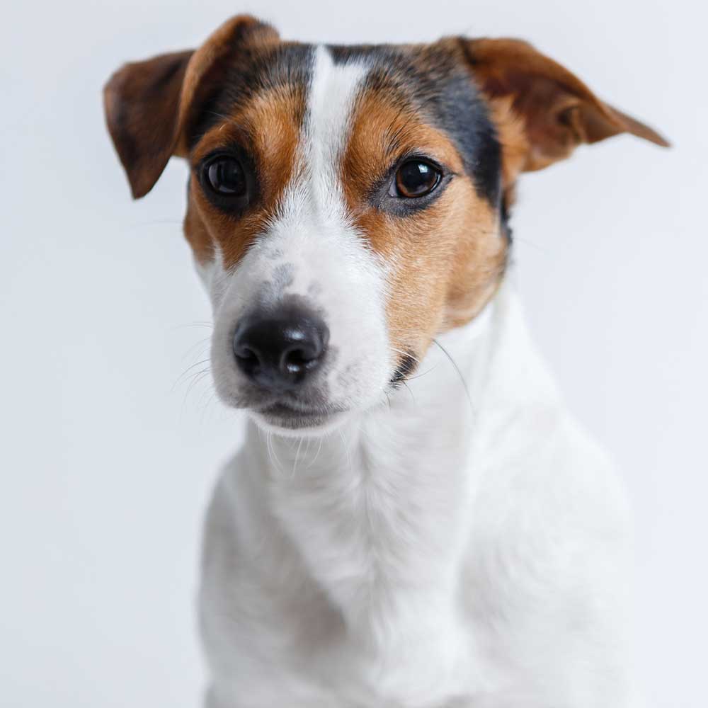 Jack Russell Terrier