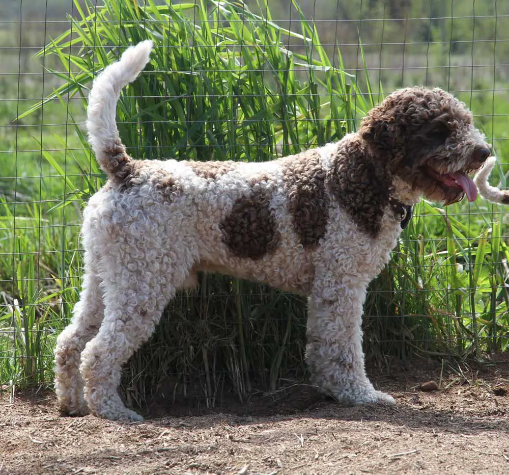 Lagotto Romagnolo