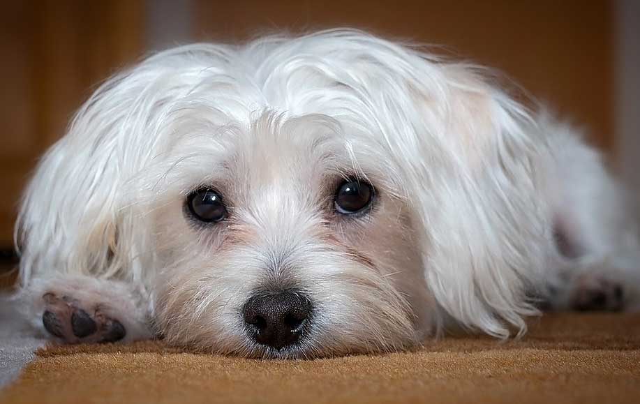 Maltese