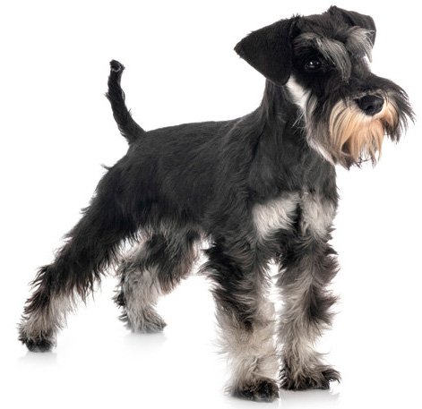 Miniature Schnauzer