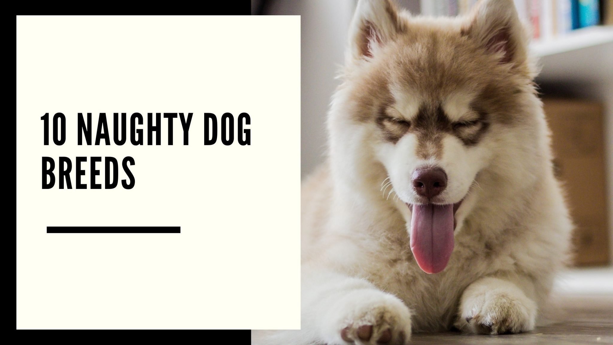 10 Naughty Dog Breeds AtractivoPets