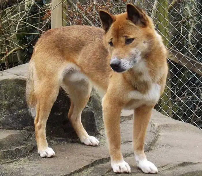 New Guinea Singing Dog