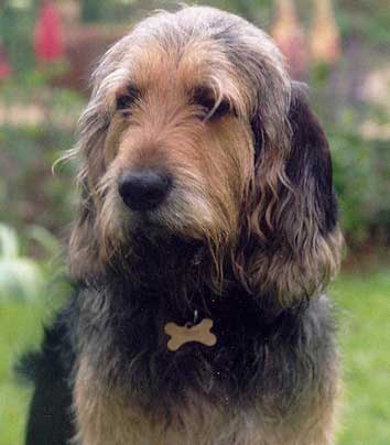 Otterhound