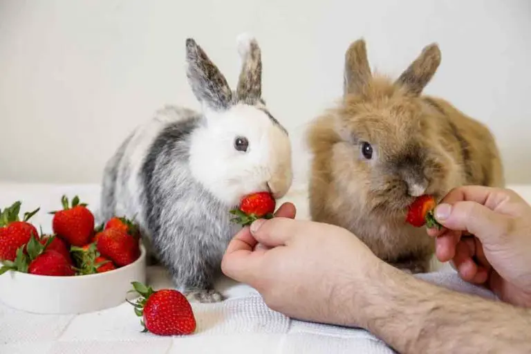 Fruit for Rabbits