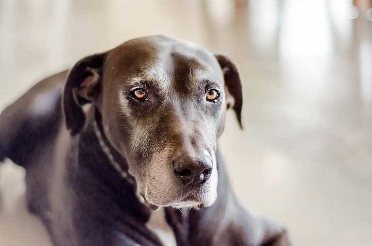 12 Things to Ask Before Adopting A Senior Dog