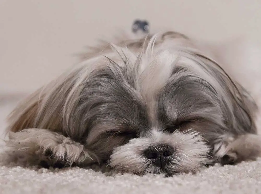 Shih Tzu