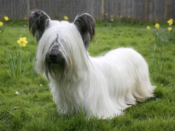 Skye terrier