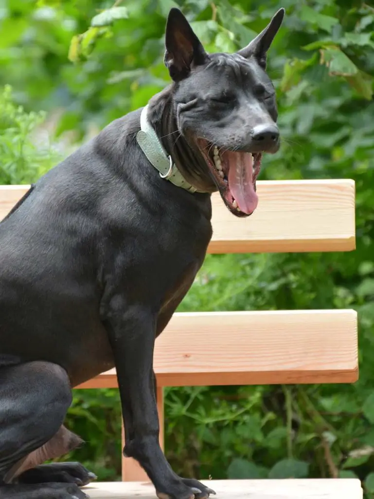 Thai Ridgeback