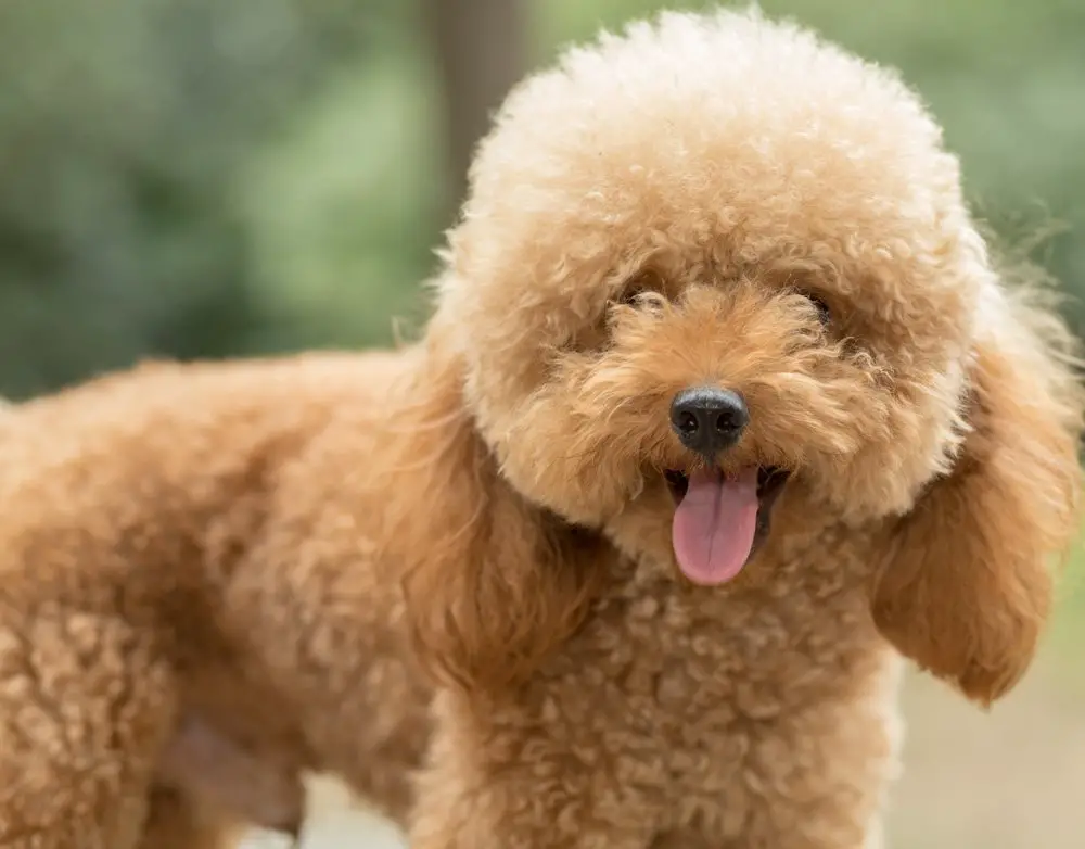 Toy Poodle