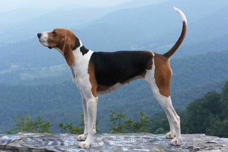 Treeing Walker Coonhound