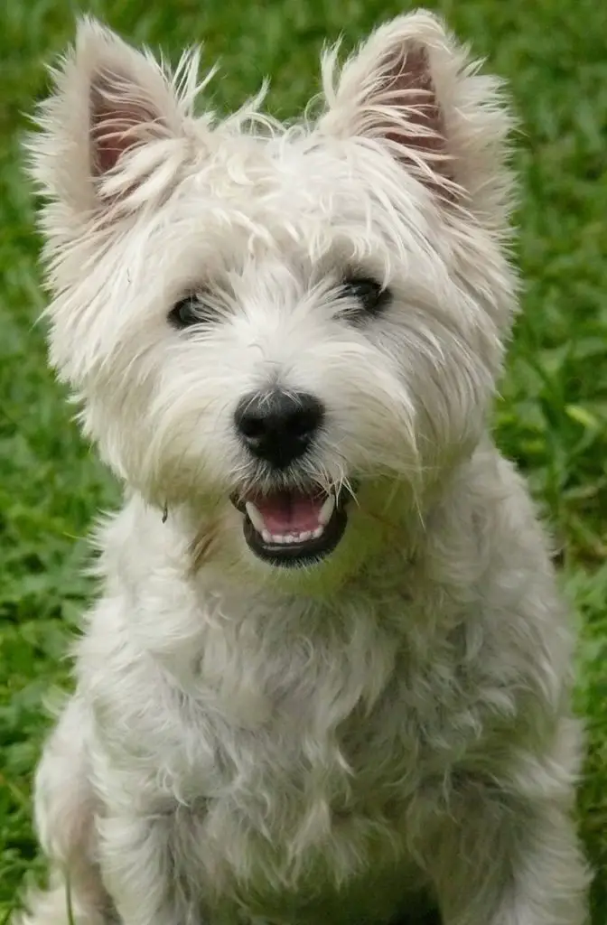 West Highland Terrier